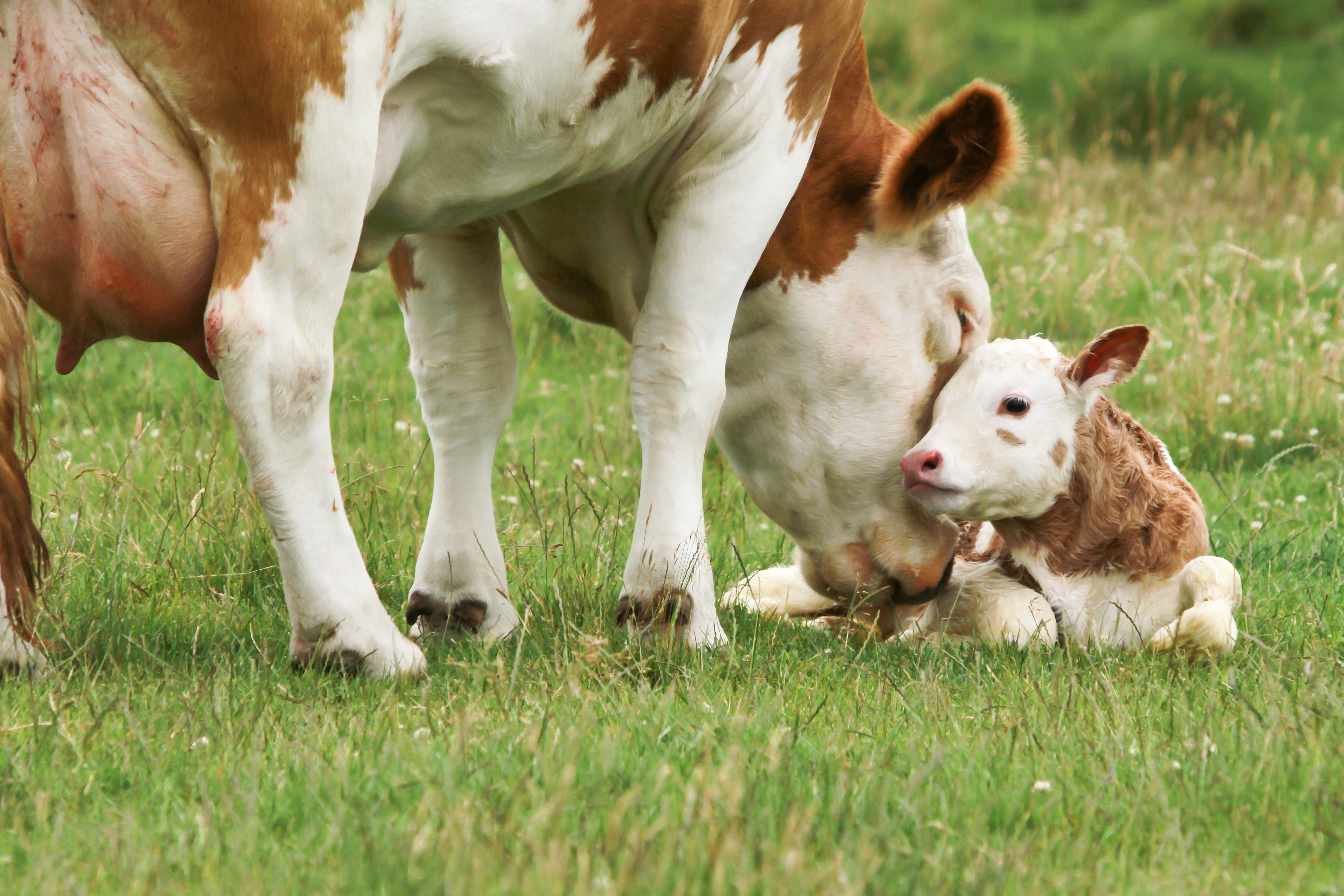 Vache Simmental