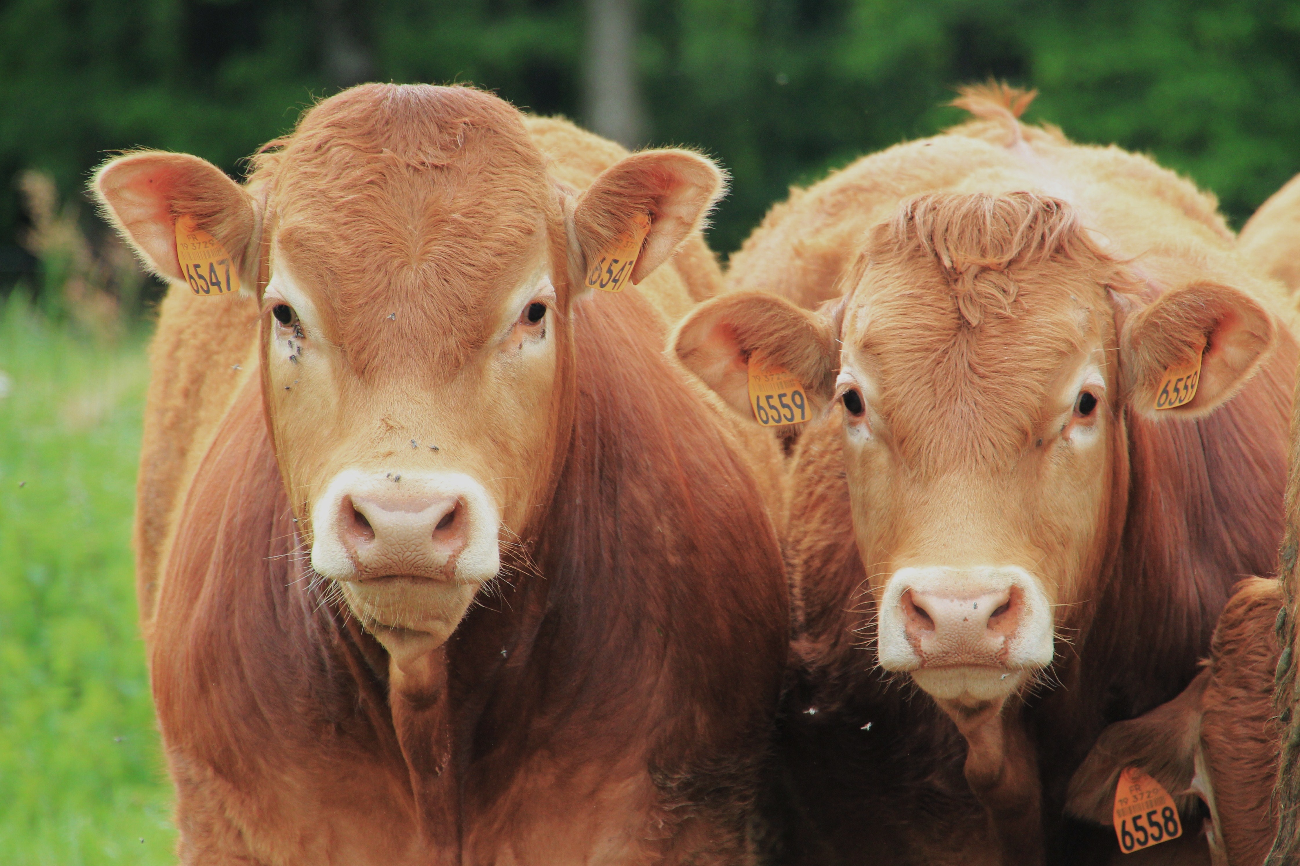 Vache limousine