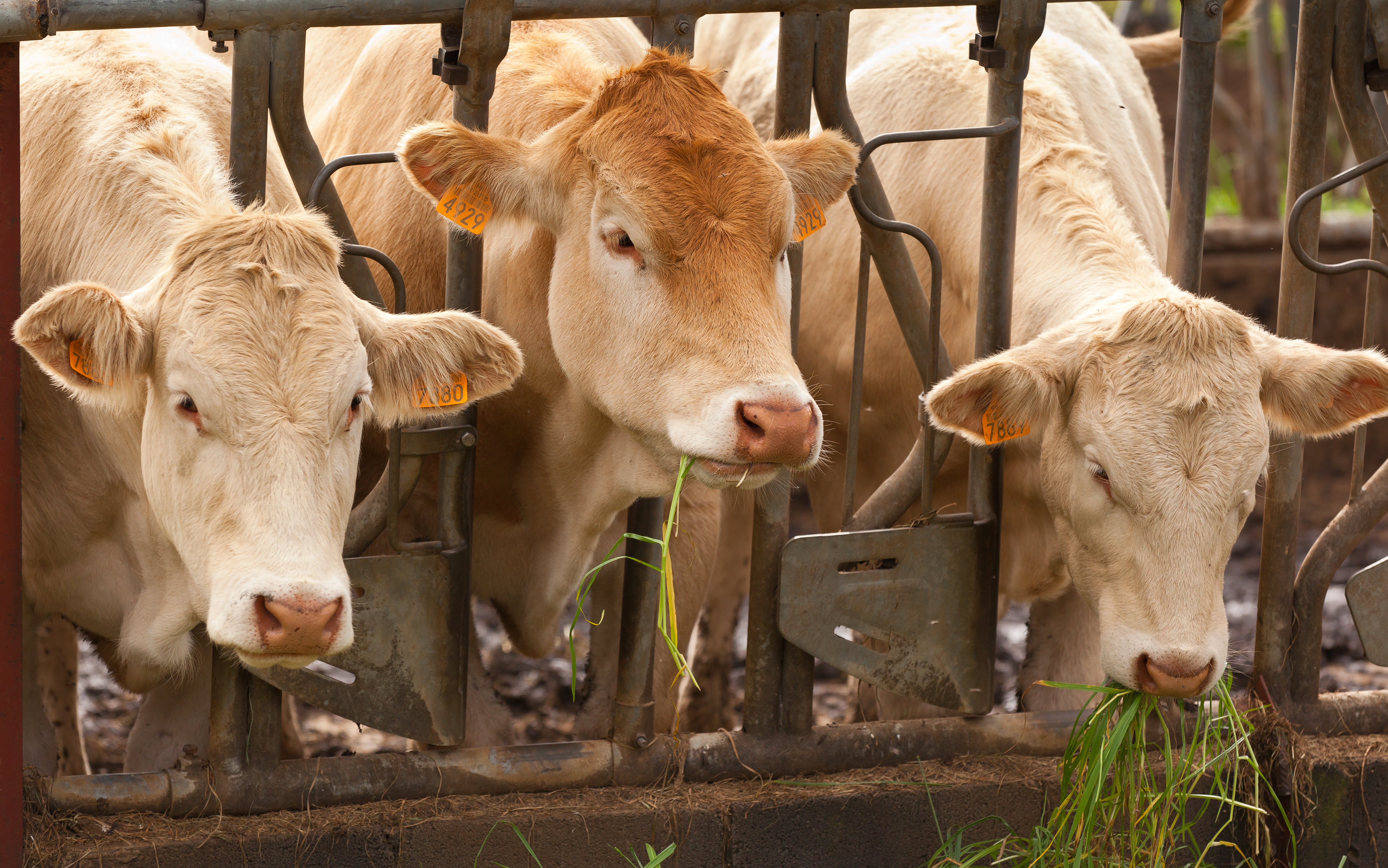 Vache Blond d'Aquitaine