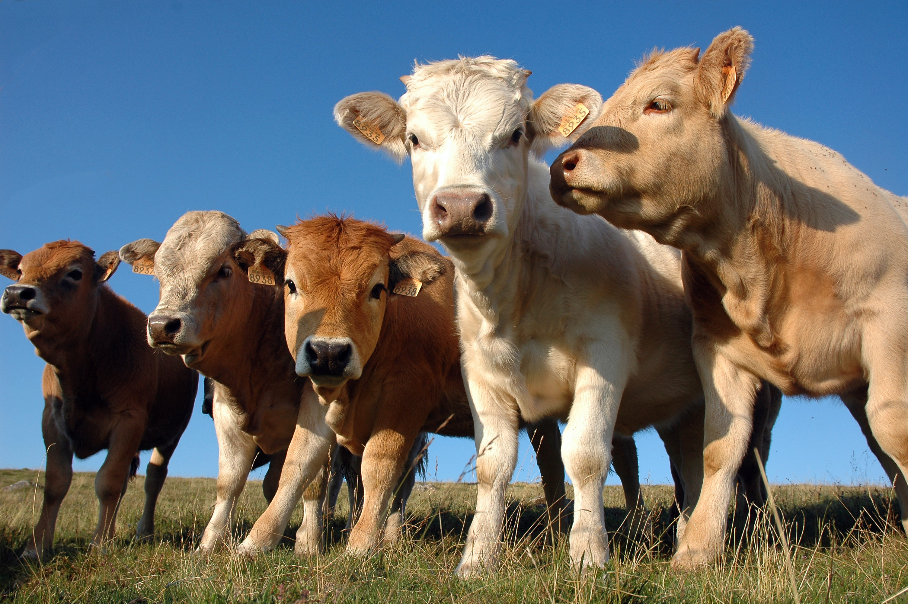 Vache croisement